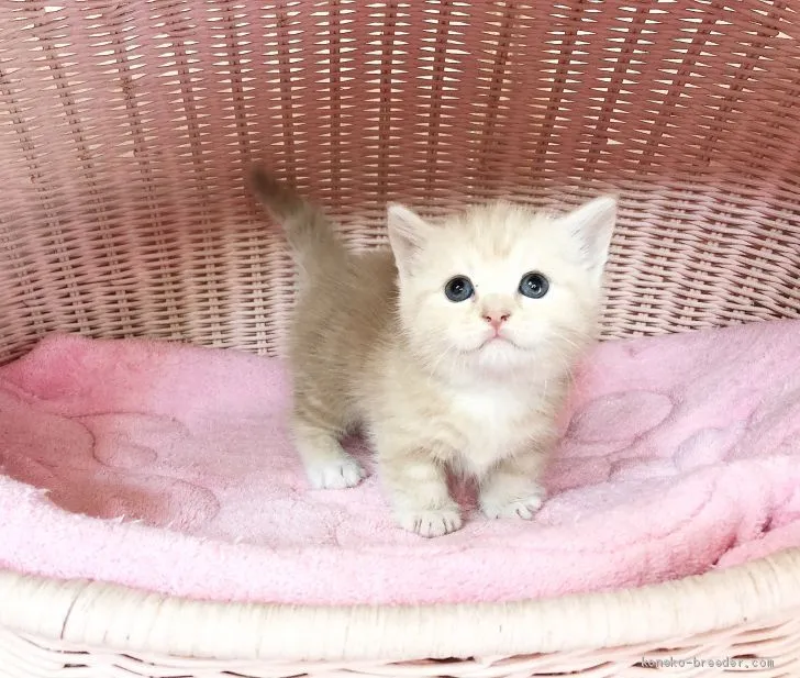 ID：2009-01109の子猫