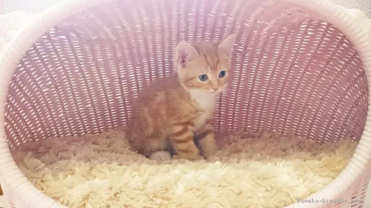 ID：1609-00250の子猫