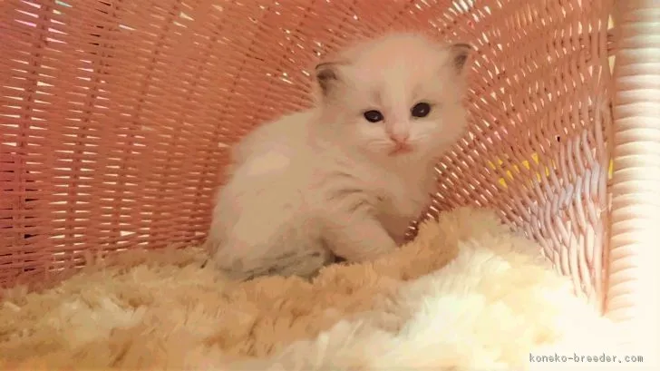 ID：1612-00593の子猫