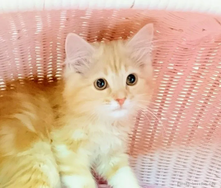 ID：1703-00114の子猫