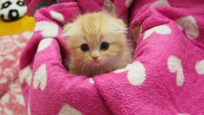 ID：1501-00175の子猫