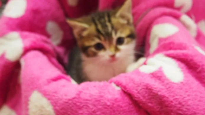 ID：1412-00252の子猫