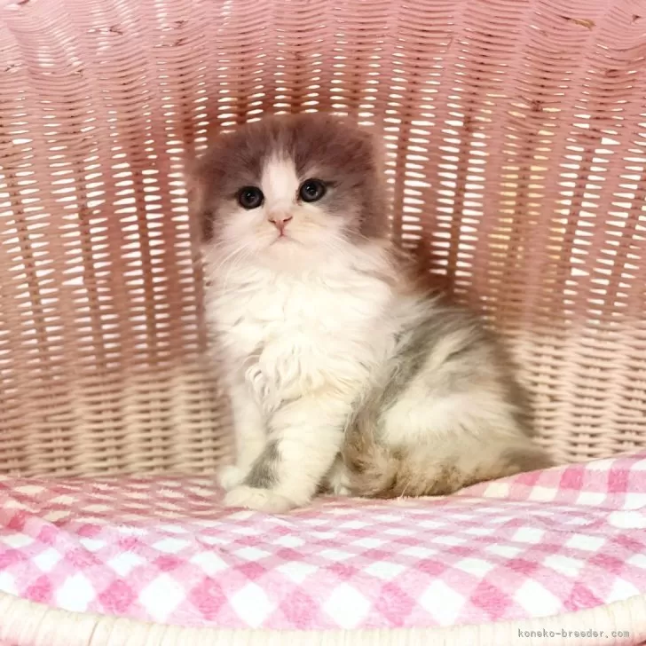 ID：2404-03730の子猫