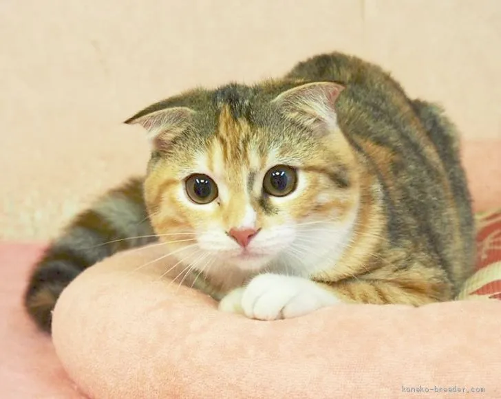 ID:1906-00696の子猫