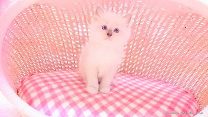 やまさん 様のお迎えした子猫