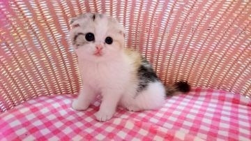 スコティッシュフォールド【福岡県・女の子・2017年1月17日・ダイリュートキャリコ】の写真「お目👀クリクリな女の仔」