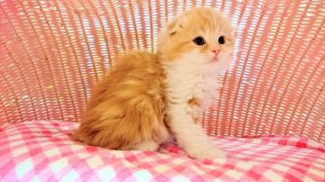 スコティッシュフォールド【福岡県・男の子・2017年1月15日・レッドホワイト】の写真「折れ耳男の子」