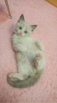 ラグドール【福岡県・男の子・2016年11月23日・シールポイントバイカラー】の写真「」