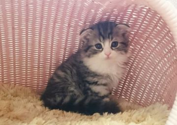 スコティッシュフォールド【福岡県・男の子・2016年7月16日・ブラウンタビーホワイト】の写真「折れ耳男の仔」