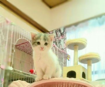 スコティッシュフォールド(折れ耳)【福岡県・女の子・2017年5月25日・ダイリュートキャリコ（ショート）】の写真「甘えさんな女の仔」