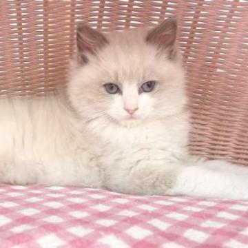 ラグドール【福岡県・男の子・2022年11月24日・ブルーポイントバイカラー】の写真「✨✨美猫✨✨」
