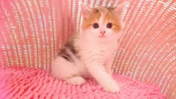 スコティッシュフォールド(立ち耳)【福岡県・女の子・2017年8月12日・キャリコ】の写真「可愛い女の仔」