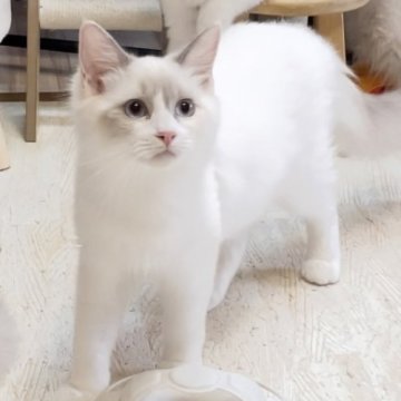 ラグドール【福岡県・女の子・2024年4月27日・ブルーポイントバイカラー】の写真「マイペース女子🩷」