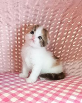 スコティッシュフォールド(折れ耳)【福岡県・女の子・2017年2月28日・キャリコ】の写真「お目目クリクリの美少女✴」