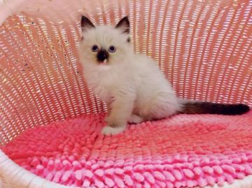 ラグドール【福岡県・女の子・2018年2月24日・シールポイントミテッド】の写真「元気な女の仔」