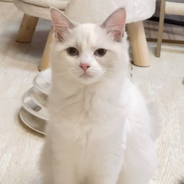 ラグドール【福岡県・女の子・2024年4月27日・ブルーポイントバイカラー】の写真「遊び上手な女の子🩷」