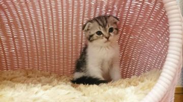 スコティッシュフォールド【福岡県・女の子・2016年7月16日・シルバータビーホワイト】の写真「折れ耳の女の仔」