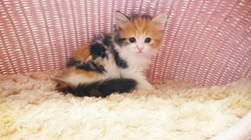 スコティッシュフォールド【福岡県・女の子・2016年7月16日・キャリコ】の写真「」