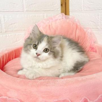 マンチカン【福岡県・女の子・2022年10月1日・ダイリュートキャリコ】の写真「おちゃめな女の子💓」