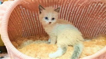 ラグドール【福岡県・女の子・2016年11月23日・シールポイントバイカラー】の写真「元気な女の仔」