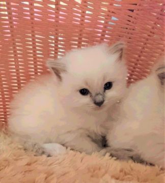 ラグドール【福岡県・女の子・2016年11月11日・ブルーポイントミデット】の写真「25日までの掲載です☆」