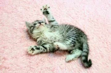 スコティッシュフォールド【福岡県・女の子・2017年1月10日・シルバータビーホワイト】の写真「コロコロな女の仔」