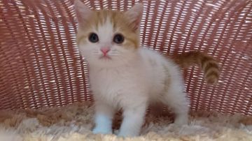 スコティッシュフォールド【福岡県・女の子・2016年11月8日・レッドタビーホワイト】の写真「小柄な女の子」