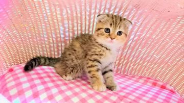 スコティッシュフォールド【福岡県・女の子・2017年1月15日・ブラウンタビーホワイト】の写真「まん丸女の子」