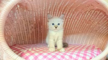 ラグドール【福岡県・男の子・2017年7月28日・シールポイントミテッド】の写真「イケメン君」