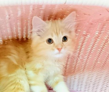 スコティッシュフォールド(立ち耳)【福岡県・男の子・2017年1月15日・レッドホワイト】の写真「イケにゃん(=^・^=)」