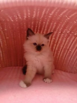 ラグドール【福岡県・男の子・2015年8月21日・シールポイントミデット】の写真「元気な男の仔」