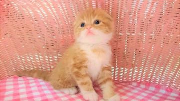 スコティッシュフォールド【福岡県・男の子・2017年1月10日・レッドタビーホワイト】の写真「イケメン折れ耳男の仔」