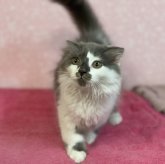 スコティッシュフォールド(折れ耳)