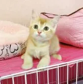 スコティッシュフォールド(立ち耳)【福岡県・男の子・2019年4月16日・レッドホワイト】の写真1