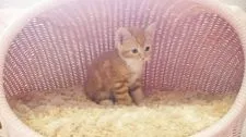 スコティッシュフォールド【福岡県・男の子・2016年7月16日・】の写真1