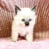 ラグドール【福岡県・女の子・2021年12月9日・シールポイント】の写真2