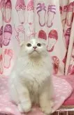 スコティッシュフォールド(折れ耳)【福岡県・男の子・2023年6月23日・クリームホワイト】の写真3