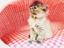 スコティッシュフォールド(立ち耳)【福岡県・女の子・2019年4月16日・ブルークリーム】の写真3