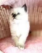 ラグドール【福岡県・女の子・2021年12月9日・シールポイント】の写真3