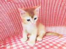 スコティッシュフォールド(立ち耳)【福岡県・男の子・2019年4月16日・レッドホワイト】の写真3