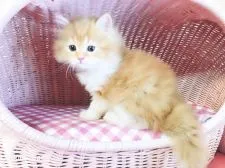 スコティッシュフォールド(立ち耳)【福岡県・男の子・2019年2月5日・レッドホワイト】の写真4