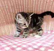 マンチカン(長足)【福岡県・男の子・2020年1月1日・シルバータビー】の写真4