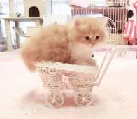 スコティッシュフォールド(立ち耳)【福岡県・男の子・2019年2月5日・レッドホワイト】の写真5