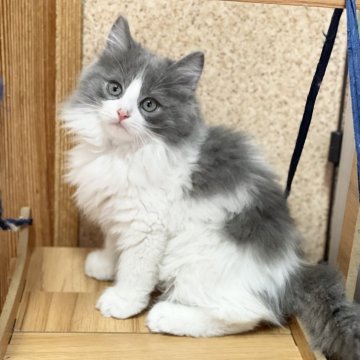 スコティッシュフォールド(立ち耳)【福岡県・男の子・2025年9月13日・ブルーホワイト】の写真「イケメン君♡」