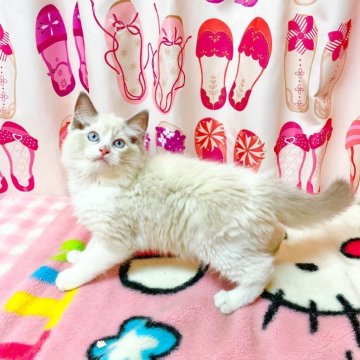 ラグドール【福岡県・男の子・2025年5月11日・ブルーポイントバイカラー】の写真「イケメン男子🩵ᩚ」