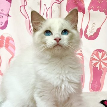 ラグドール【福岡県・男の子・2025年2月22日・ブルーポイントバイカラー】の写真「2.22産まれのラグBABY🩵ᩚ」