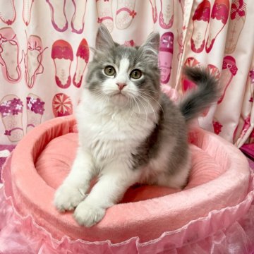 スコティッシュフォールド(立ち耳)【福岡県・女の子・2025年9月13日・ブルータビーホワイト】の写真「美人さん🩷」