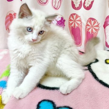 ラグドール【福岡県・男の子・2025年5月11日・ブルーポイントバイカラー】の写真「ヤンチャ坊主🩵ᩚ」