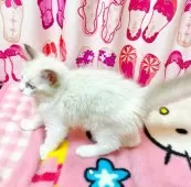ラグドール【福岡県・男の子・2025年5月11日・ブルーポイントバイカラー】の写真4