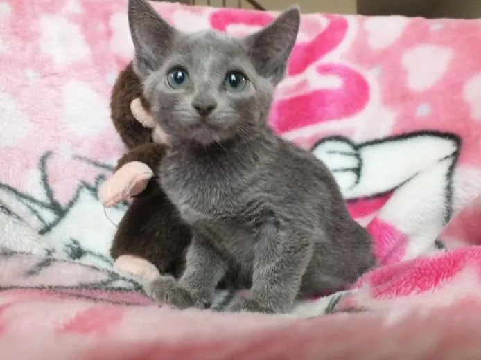 ID:1408-00184の子猫